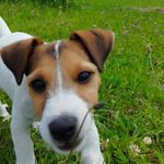 🐾 Marlow 🐾 - @marlow_jackrusselterrier - Instagram