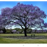 Terri McClellan - @metal.tree.studio - Instagram