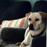 Terri McLeod - @lazydaysboarding - Instagram