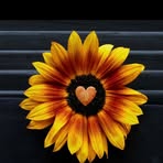 Terri Meadows - Facebook
