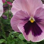 Terri Melling - @tjmelling4 - Instagram
