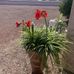 Terri Moses - Facebook