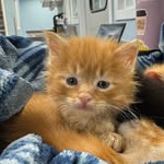 Terri Argotsinger & the Orange Cat Clowder - @orangecatclowder - Instagram