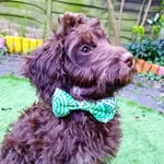 Terry Chocolate Orange 🍫🍊🐶 - @chocaliciousterry - Instagram