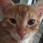 Terry the orange cat - @terry_orange_cat - Instagram