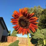 Terri Parks - @elephantmom74 - Instagram