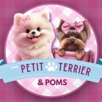 𝐶𝑎𝑛𝑖𝑙 𝑃𝑒𝑡𝑖𝑡 𝑇𝑒𝑟𝑟𝑖𝑒𝑟 - @canilpetitterrierpoms - Instagram