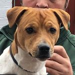 Archie 🐾 plummer terrier - @archie_plummer_terrier - Instagram