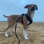 Bevan the Plummer Terrier🐶 - @bevantheplummerterrier - Instagram