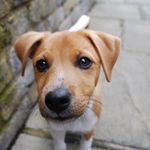 Milkymoo_plummer_terrier - @milkymoo_plummer_terrier - Instagram