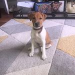 @ted.the.plummer.terrier - Instagram