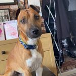 Toby Dog - @toby_the_plummer_terrier - Instagram