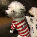 Lucy - @terripoo_lucy - Instagram