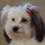 Terri Pyle - @tp_doodleoo - Instagram