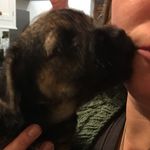 Ruby - @ruby_theborderterrier - Instagram