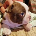 Ruby_The_Red_Boston_Terrier - @ruby_the_red_boston_terrier - Instagram