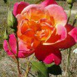 Terri Miller Sorrell - @mstee39476 - Instagram