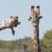 Terri Hirschmann Stack - Facebook