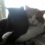 Terri Steiner - @stella1100 - Instagram