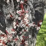 Terry Lee Noble Straub - @terrysedison - Instagram