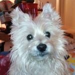Terri Vinson Grimm - @2pups2018 - Instagram