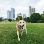 Terri Watts - @mwaukeedogs - Instagram