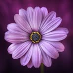 Terri Wear - Facebook
