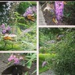 Terri Westerlund - @terriwesterlund - Instagram