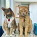 Theresa N Westerlund - Facebook
