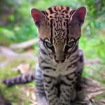 Terri Willis - @lynnie5893 - Instagram