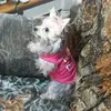 Terrie Black163 - @terriespuppy - TikTok