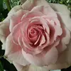 terriebrown367 - @terriebrown367 - TikTok