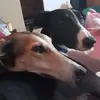 Terri Browning - @terri.browning1 - TikTok