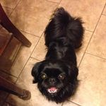 Terrie Decker Morgan - @dmstang67 - Instagram