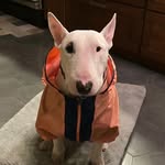 Frank the english bull terrier - @english.bull.terrier.frank - Instagram