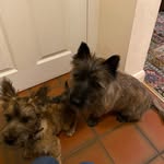 Heathcliff & Moriarty Cairn Terriers - @heathcliffmoriartycairnterrier - Instagram