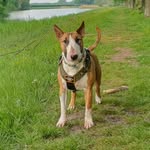 Russo - @bullterrier.russo - Instagram