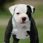 pitbull.terrier.small - @pitbull.terrier.small - Instagram