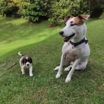 Las Aventuras de Tato y Eva - @springer_terrier_tato_eva - Instagram