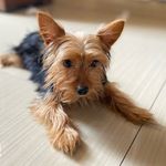 Stark- the Terrier - @terrier_stark - Instagram