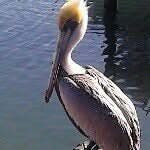 Terri Townsend - @tertown - Instagram