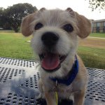Travis - @travis_the_terrier - Instagram
