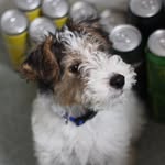 Travis - @travisthewirefoxterrier - Instagram