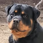 Terry Wayne Cornish - @vom_himmel_rottweilers - Instagram