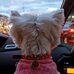 West highland white terrier - @westterrier.brasil - Instagram