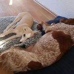 Terry, Archie - @terry_and_archie - Instagram