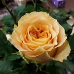 Terry Cosola August - @tacoaugust - Instagram