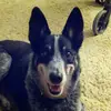 terrybachman477 - @terrybachman477 - TikTok