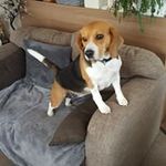 Terry Belcher - @terry.louvain - Instagram