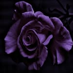 Terry Benner - @terrybennerrn1 - Instagram